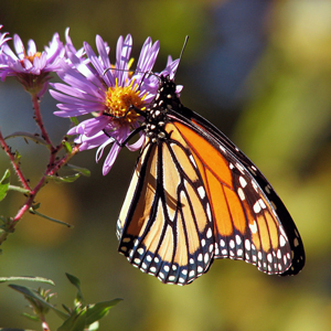 The Butterfly Park