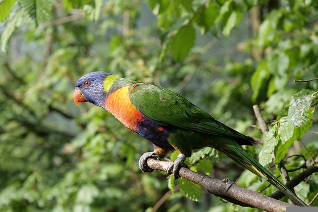 Loro Parque