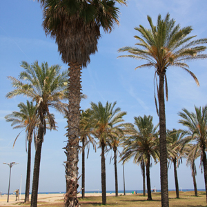 Spiaggia della Malvarrosa